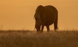 &quot;Evening grazing&quot; / ***