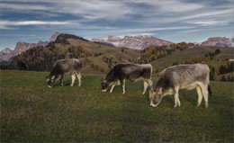 Alpine meadows of South Tyrol / ***