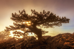 on the slopes of Ai-Petri .. / ***