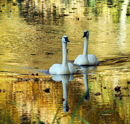 In the golden water ..... / ***