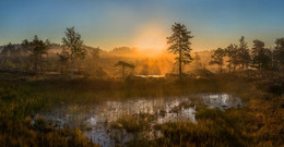 Foggy morning in the swamp. / ***