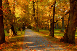 Autumn Park. Alley. / ***