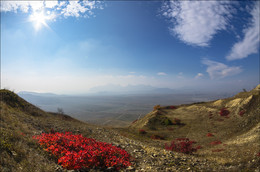 Flames smoke tree on Klementeva ... / ***