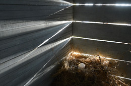 The sun looked into the hen house / ***