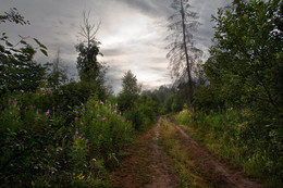 Blue Forest / ***