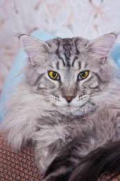 Maine Coon &quot;Kristik&quot; / ***