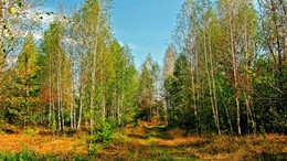 Autumn on the threshold / ***