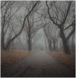 Misty autumn alley / ***