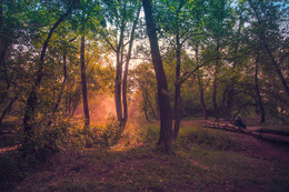 In a forest glade / ***
