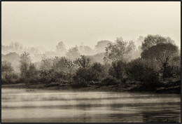 Hedgehog in the Fog / ***