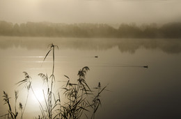 Foggy morning / ***