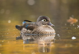 Wood duck / female