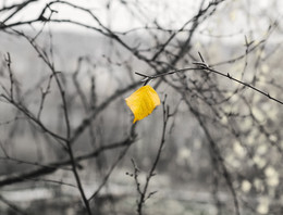 Last Leaf / ***