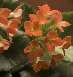 Kalanchoe / ***