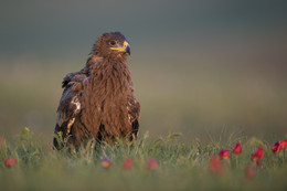 &quot;Morning Steppe Eagle&quot; / ***