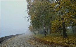 in the fog / ***