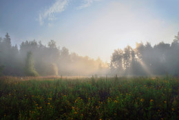 Summer morning / ***