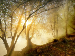 Through thorns to the dawn ... 3. / ***