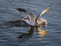 Seagull on the water / ***