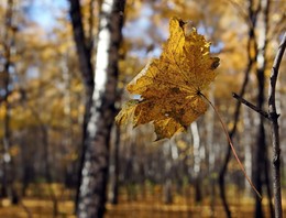 Autumn Marathon / ***