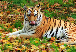 Sorry, there is no longer !! / ***