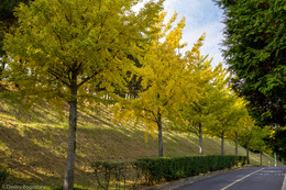 Autumn path. / ***