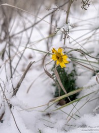 daisy in the snow / ***