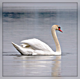 Swan / ***