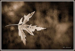 The fragility of life / ***