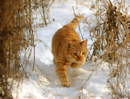 Avoiding land. / ***