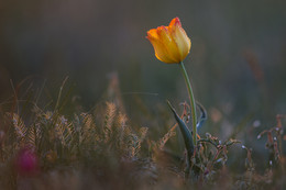 "Steppe Tulip" (morning) / ***