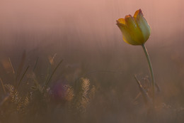 "Steppe Tulip" (morning-2) / ***