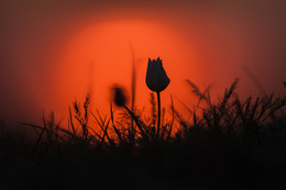 "Steppe Tulip" (Morning-3) / ***