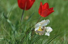 "One crawled ..." / ***