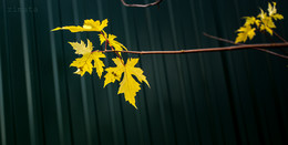 yellow leaf / ***