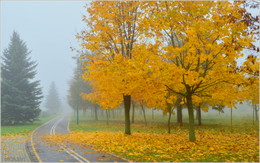 fog and maples / ***