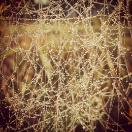 Web in the autumn morning / ***