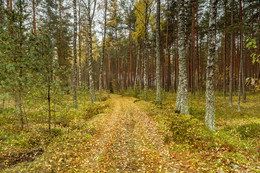 autumn forest / ***