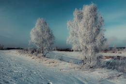 &quot;White Birch in the frosty turquoise&quot; / ***