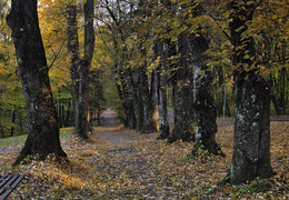 Autumn in the park. / ***