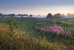 Cold morning / ***