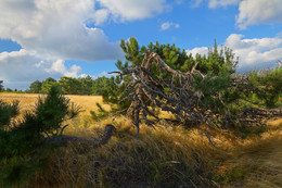 Spite winds. / ***