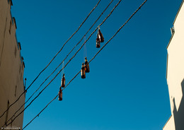 hang migratory ... / ***