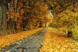 Road through autumn / ***
