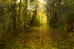 Forest path ... / ***