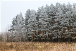 Autumn trees frost silver ... / ***