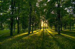 The evening in the park / ***