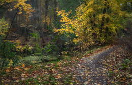 October in the forest / ***