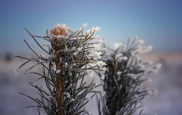 Morning frost! / ***