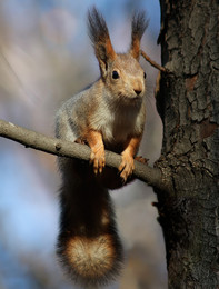 About squirrel ... / ***